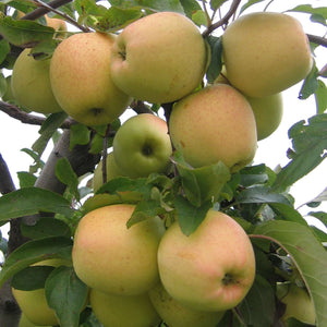 Malus domestica ‘Golden Delicious’ (Espalier)