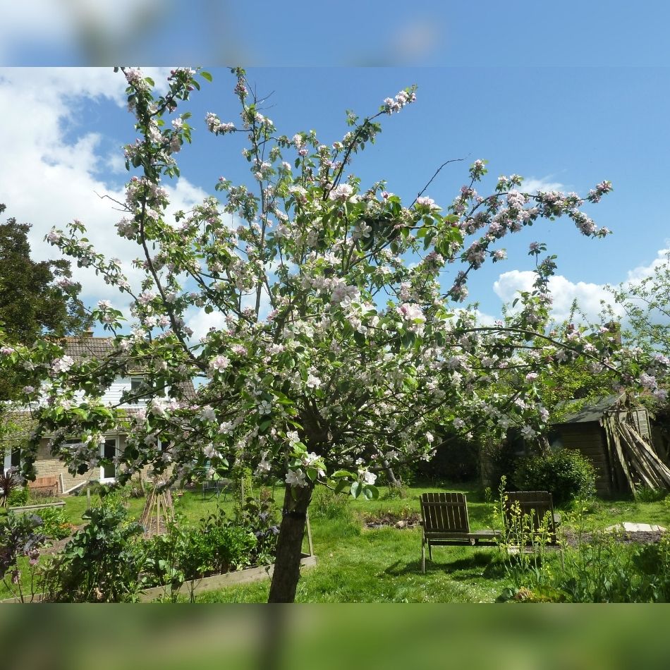 Malus domestica ‘James Grieve’ (Espalier)
