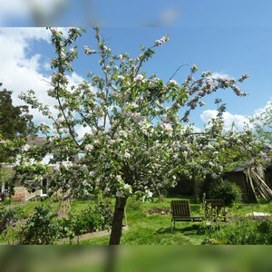 Malus domestica ‘James Grieve’ (Espalier)
