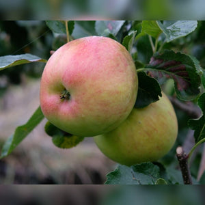 Malus domestica ‘James Grieve’ (Espalier)