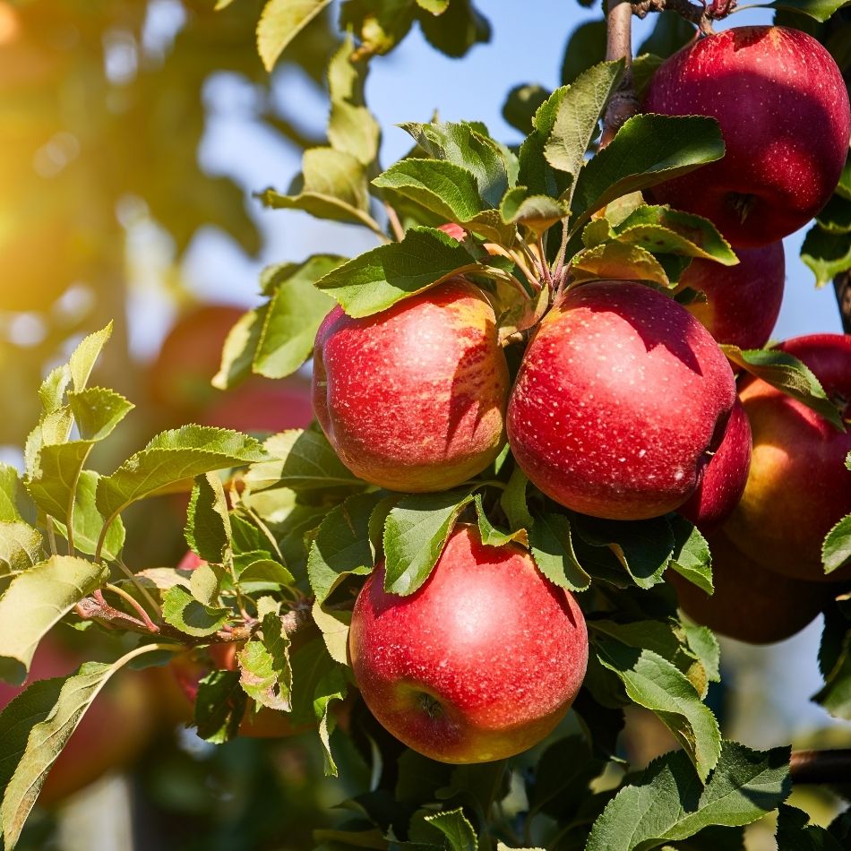 Malus domestica ‘Katja’