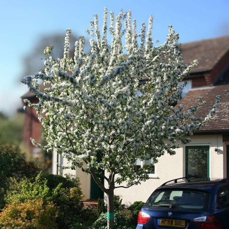 Malus ‘John Downie’ tree covered with white blossom outside a house.