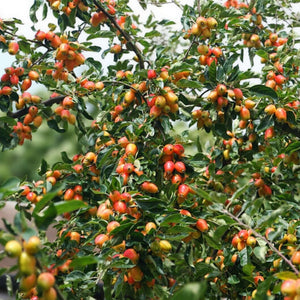 Malus ‘John Downie’