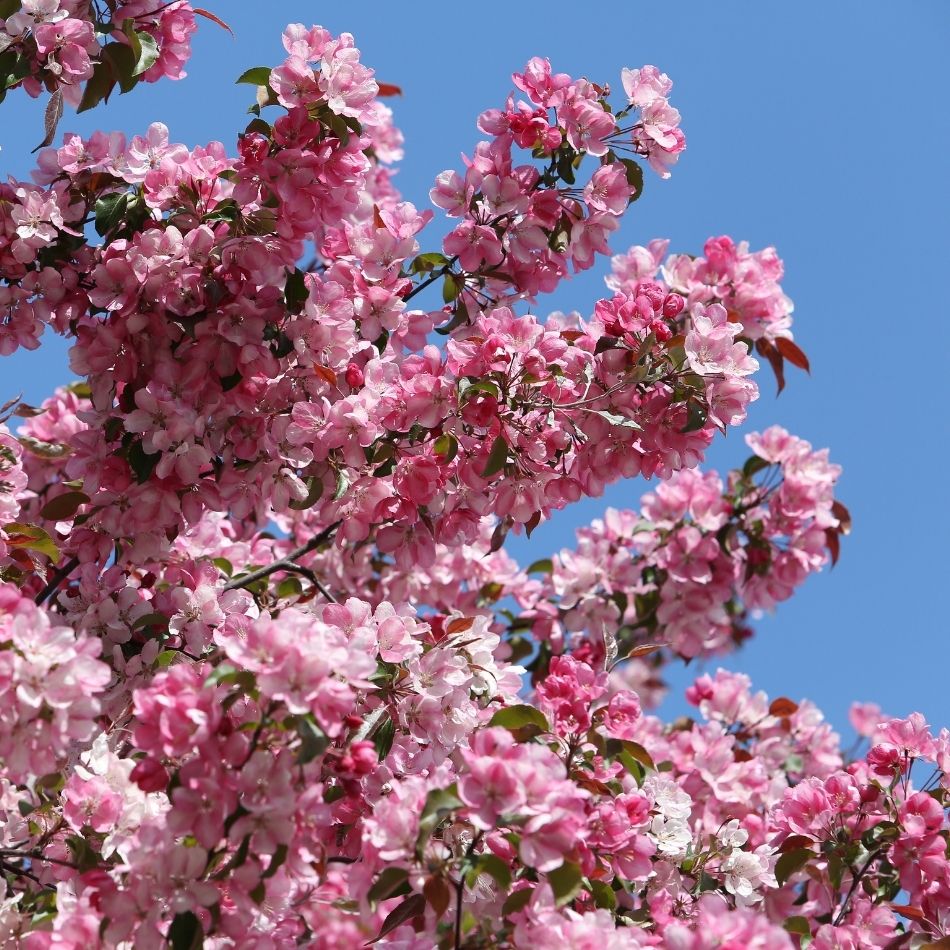 Malus ‘Rudolph’