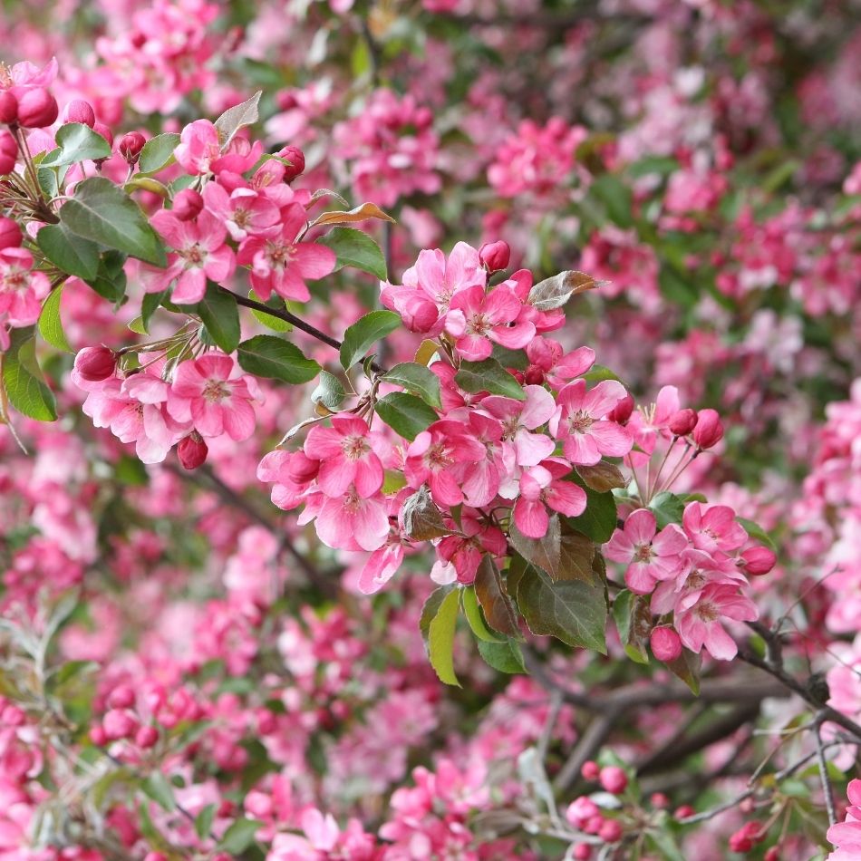 Malus ‘Rudolph’