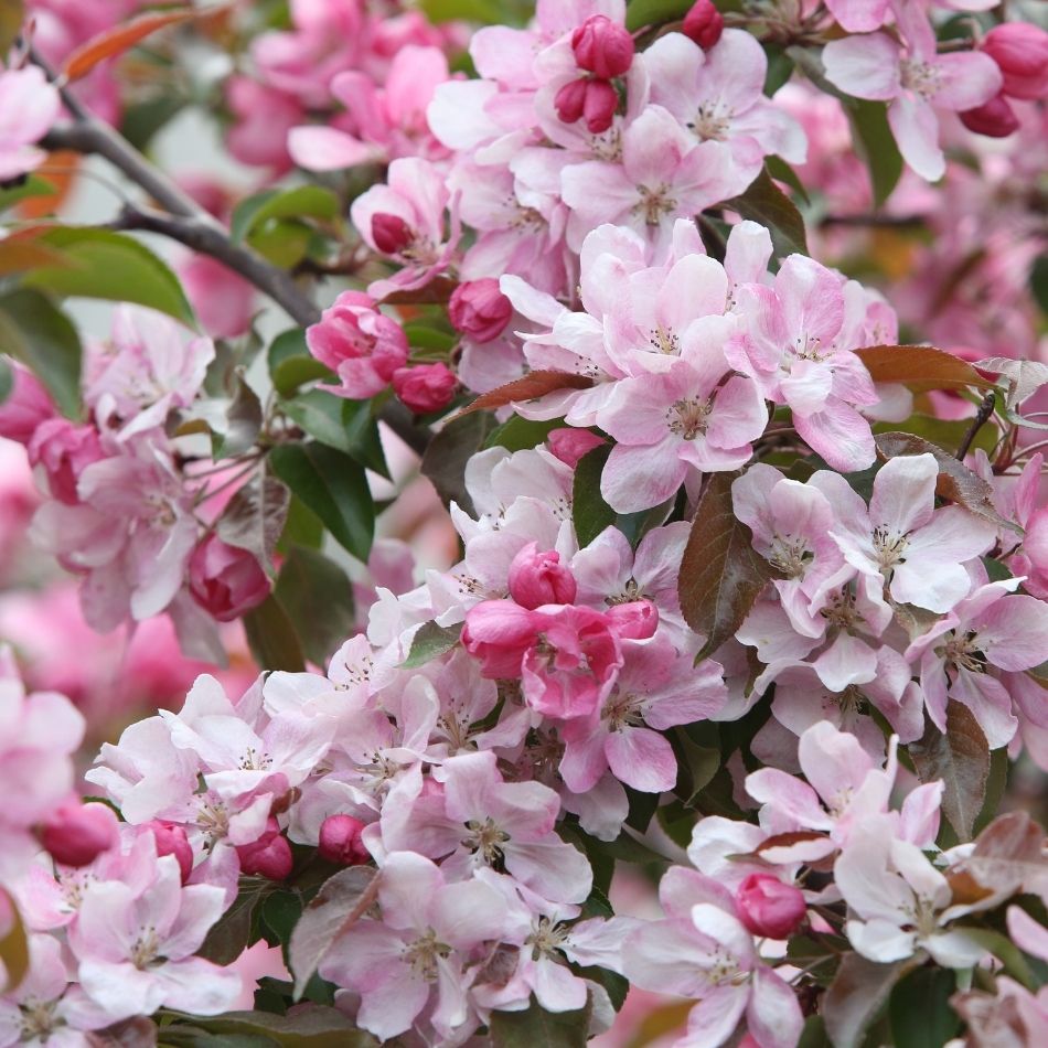 Malus ‘Rudolph’