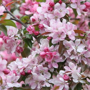 Malus ‘Rudolph’