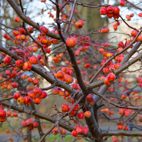 Abundant orange-red ‘Red Sentinel’ crab apples covering bare branches.