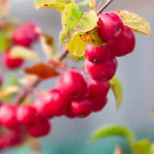 Close-up of vivid red ‘Red Sentinel’ crab apples with yellowing leaves.
