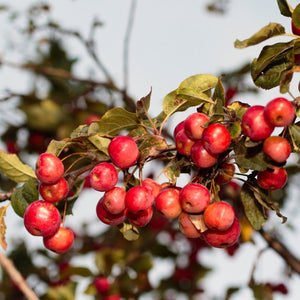 Clusters of bright red Malus ‘Red Sentinel’ crab apples among bronzed leaves.
