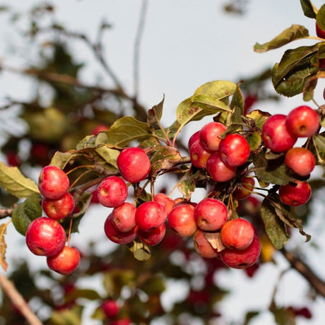 Clusters of bright red Malus ‘Red Sentinel’ crab apples among bronzed leaves.