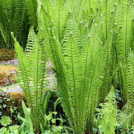 Tall upright shuttlecock ferns forming vase-shaped crowns beside mossy rocks.