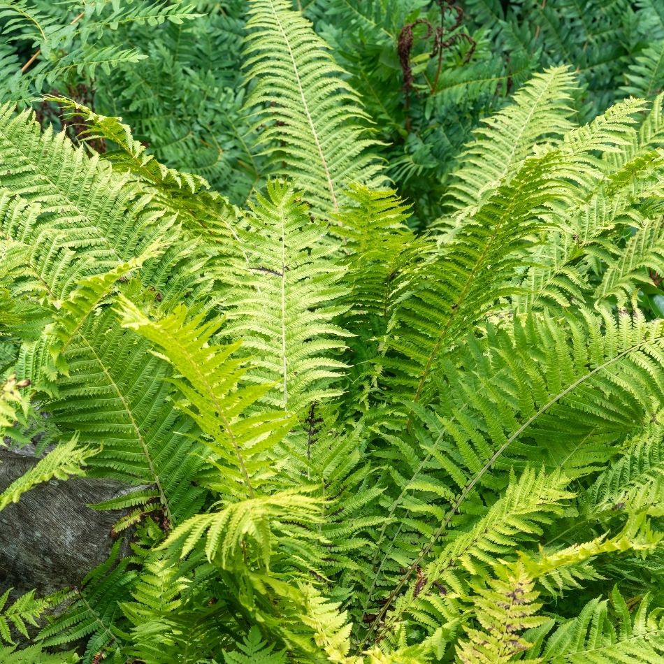 Matteuccia struthiopteris