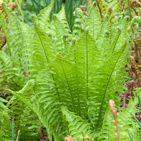 Fresh green shuttlecock fern fronds unfurling in a woodland setting.