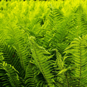 Matteuccia struthiopteris