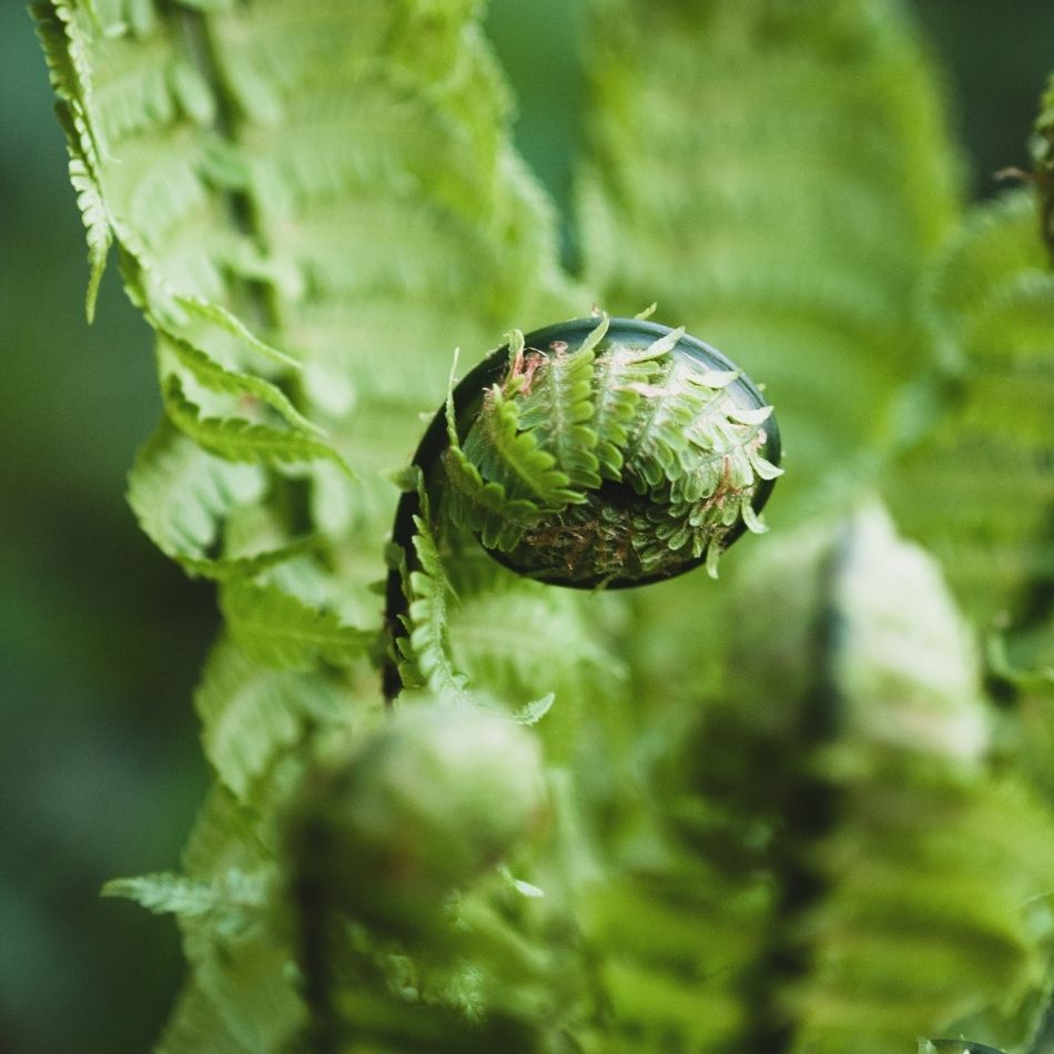 Matteuccia struthiopteris