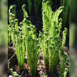 Matteuccia struthiopteris