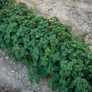 Melissa officinalis