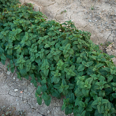 Melissa officinalis