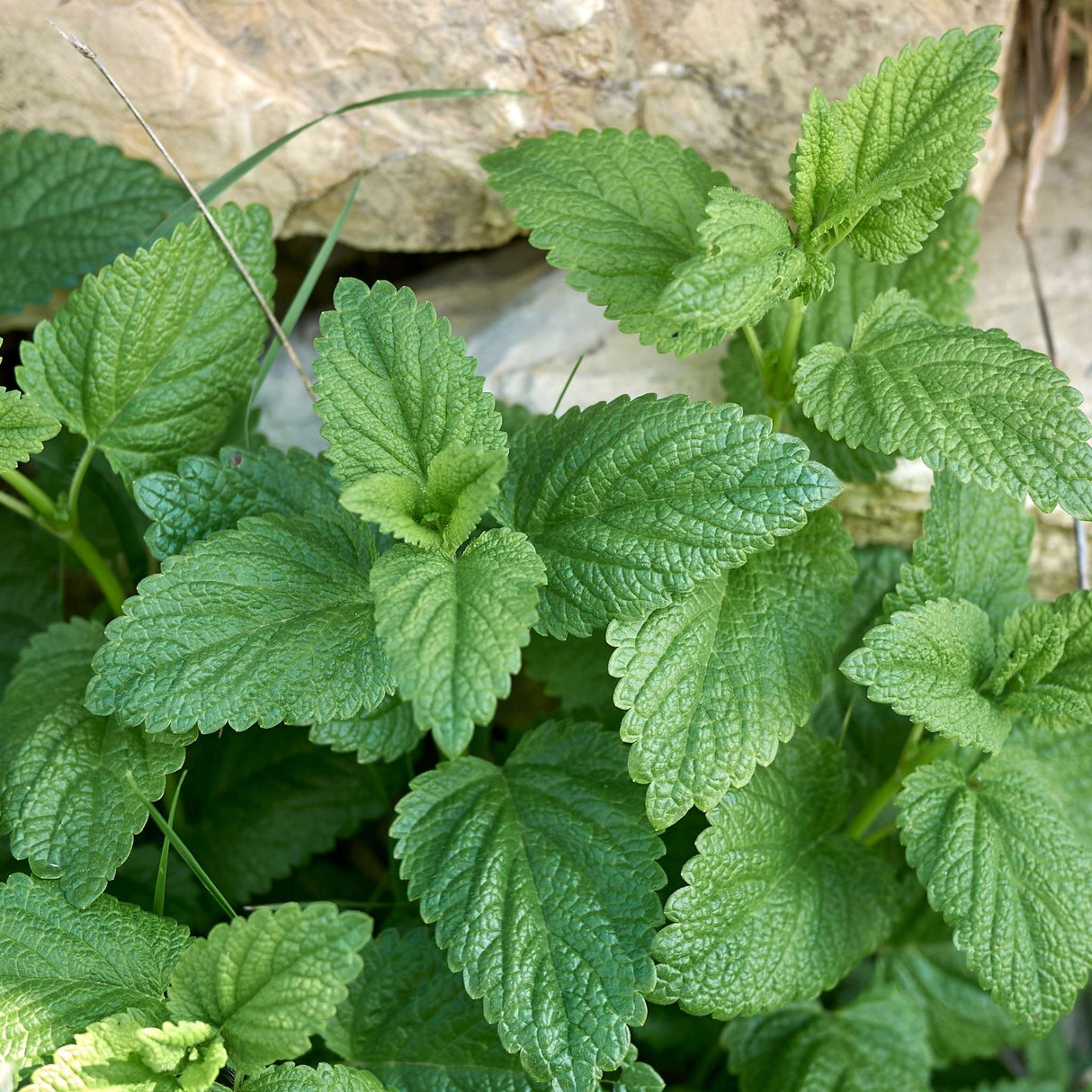 Melissa officinalis