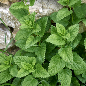 Melissa officinalis