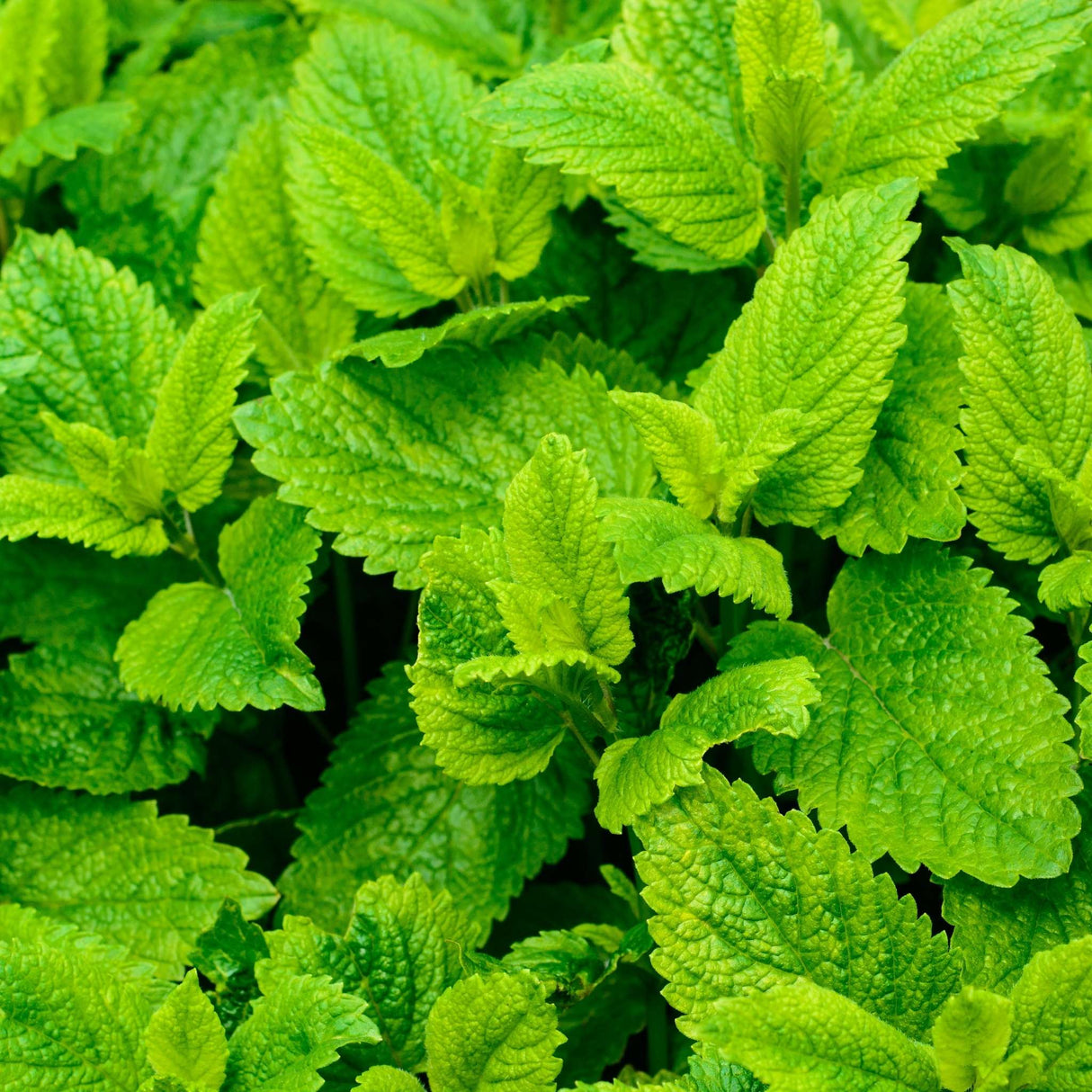 Melissa officinalis