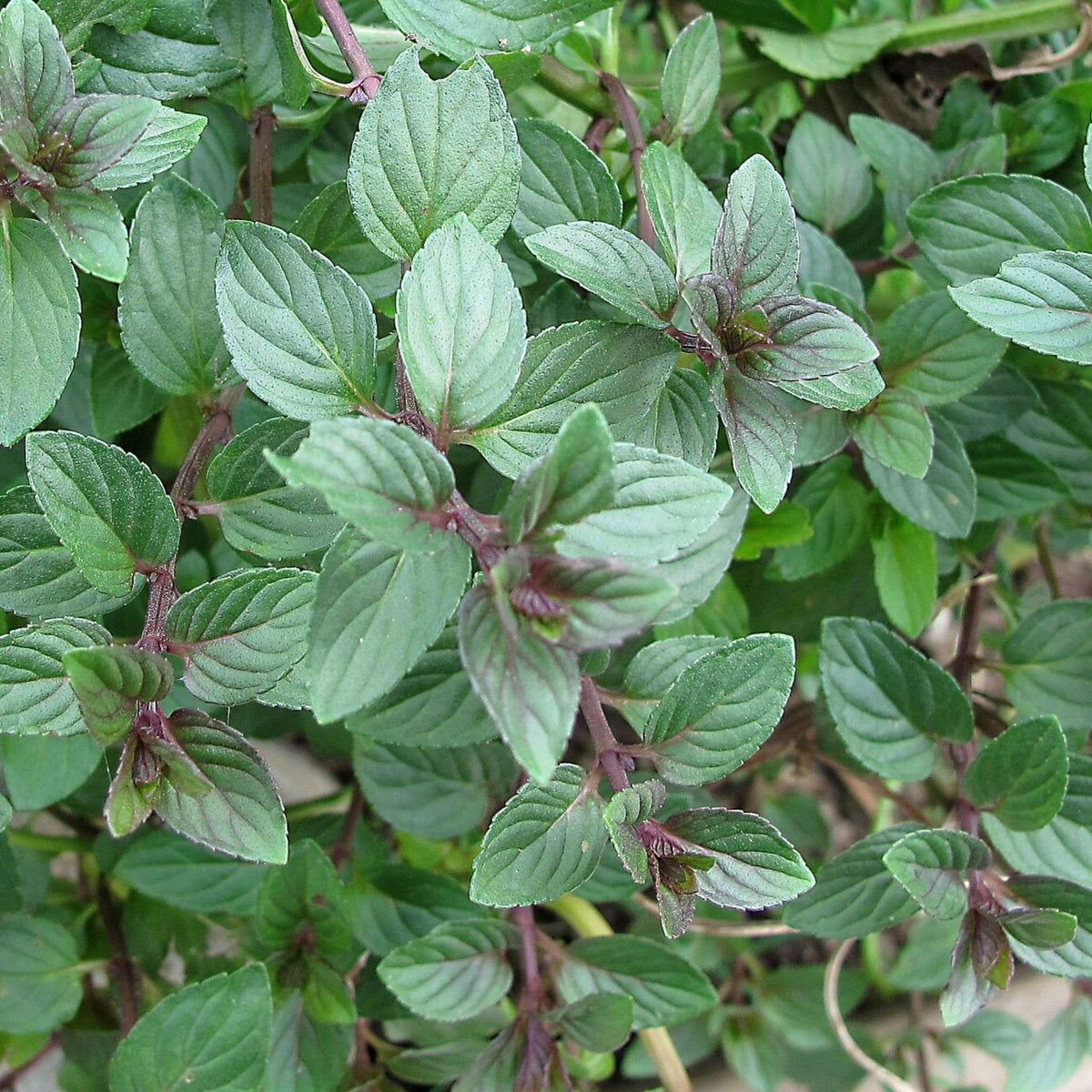 Close-up of Mentha × piperita ‘Chocolate’ foliage with purple-flushed stems.