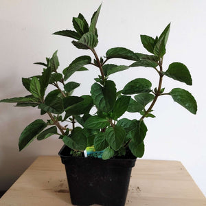 Potted Mentha × piperita ‘Chocolate’ with dark stems and pointed green leaves.