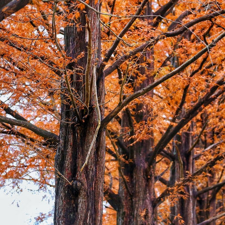 Furrowed reddish-brown trunk of a dawn redwood framed by copper autumn foliage.