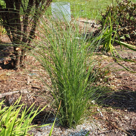 Young upright Miscanthus ‘Gracillimus’ clump growing in a mulched garden bed.