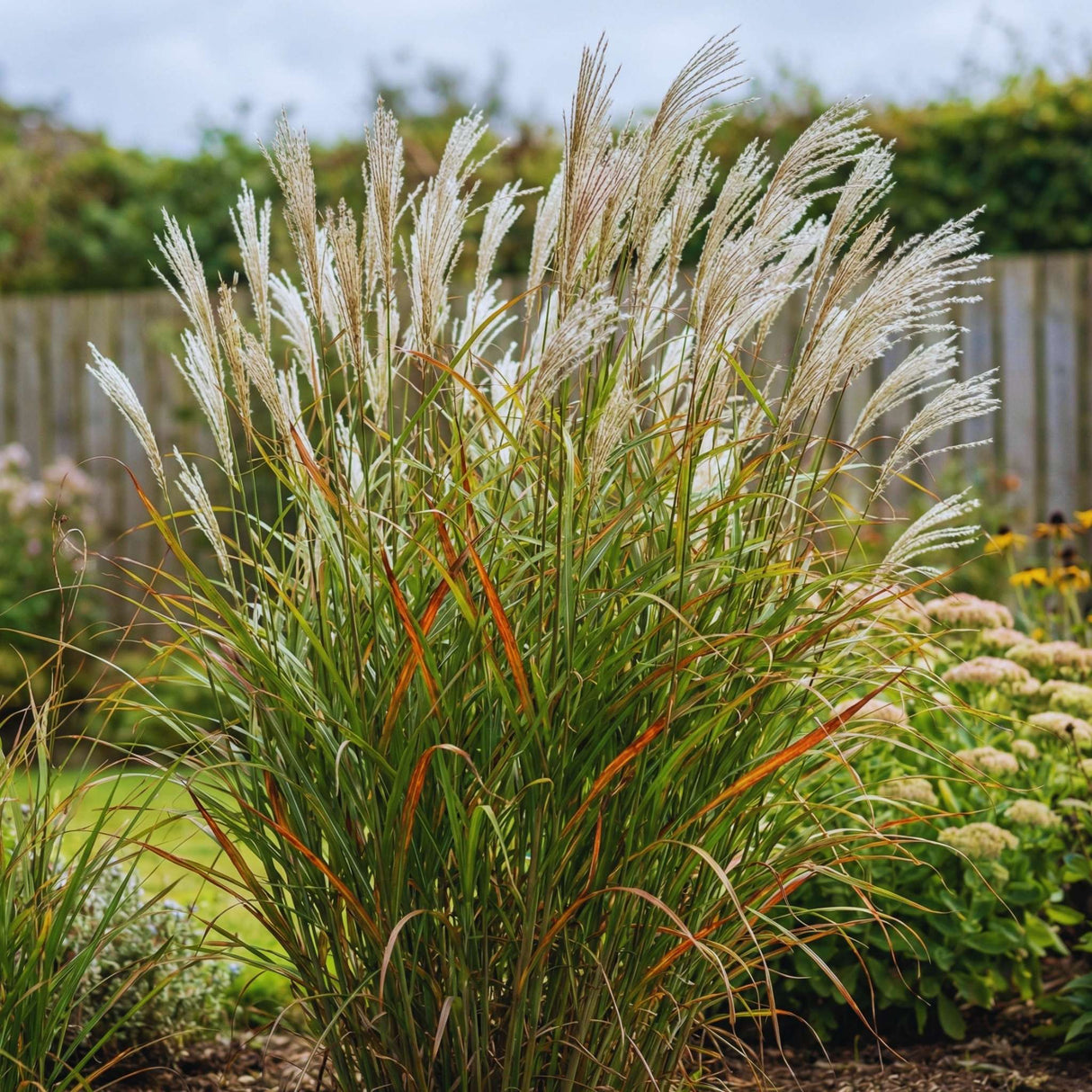 Miscanthus sinensis ‘Graziella’