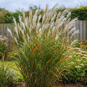Miscanthus sinensis ‘Graziella’