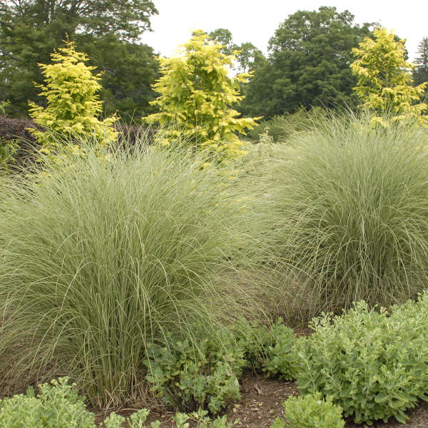 Miscanthus sinensis ‘Morning Light’