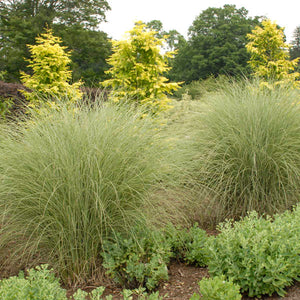 Miscanthus sinensis ‘Morning Light’