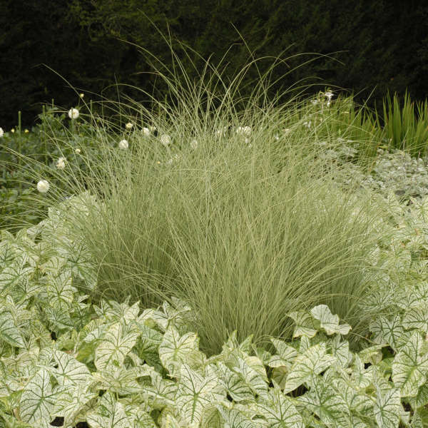 Miscanthus sinensis ‘Morning Light’