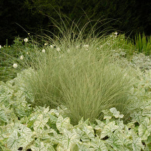 Miscanthus sinensis ‘Morning Light’