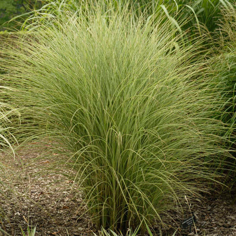 Rounded mound of very fine, pale green Miscanthus ‘Morning Light’ foliage.