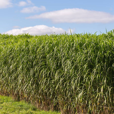 Field of towering green Miscanthus × giganteus beneath a blue sky.