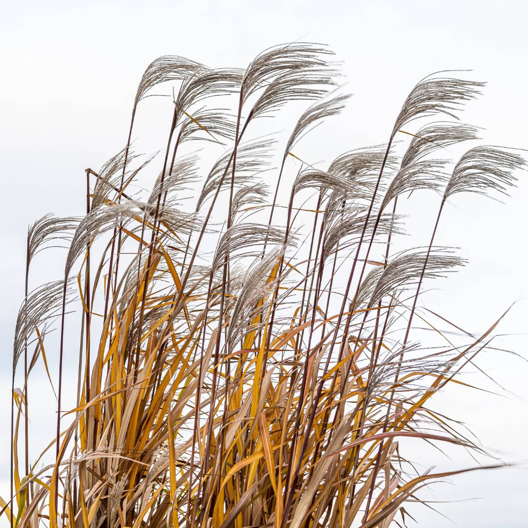 Tall dried Miscanthus × giganteus stems and feathery seedheads on a white background.