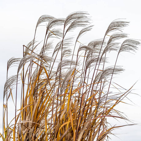 Tall dried Miscanthus × giganteus stems and feathery seedheads on a white background.
