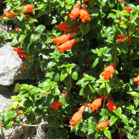 Mitraria coccinea trailing over rocks with numerous orange-red tubular flowers.