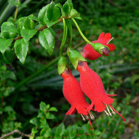 Single red tubular Mitraria coccinea flower hanging beneath glossy leaves.
