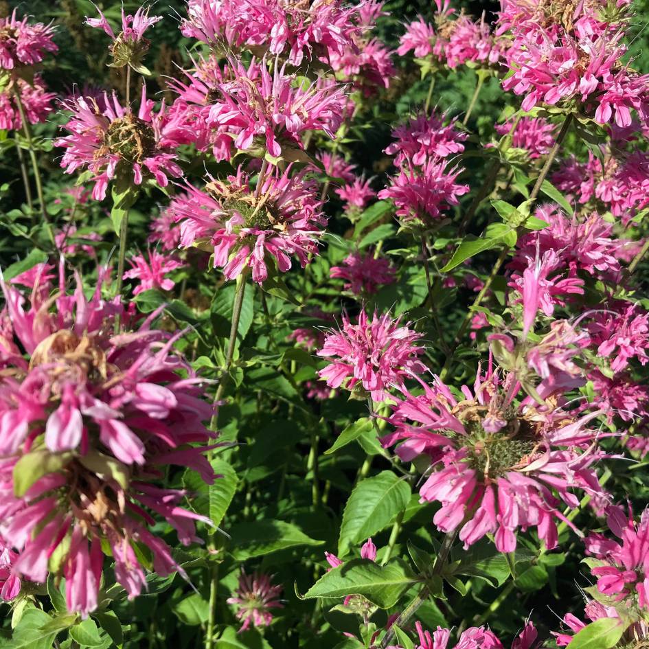 Dense mass of vivid magenta Monarda ‘Marshall’s Delight’ flowers.