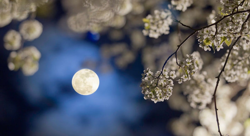 Moon garden scene with pale blossom on tree branches, softly lit by a full moon against a dark evening sky.