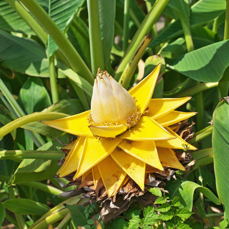 Close-up of the golden lotus-like Musella lasiocarpa flower head.