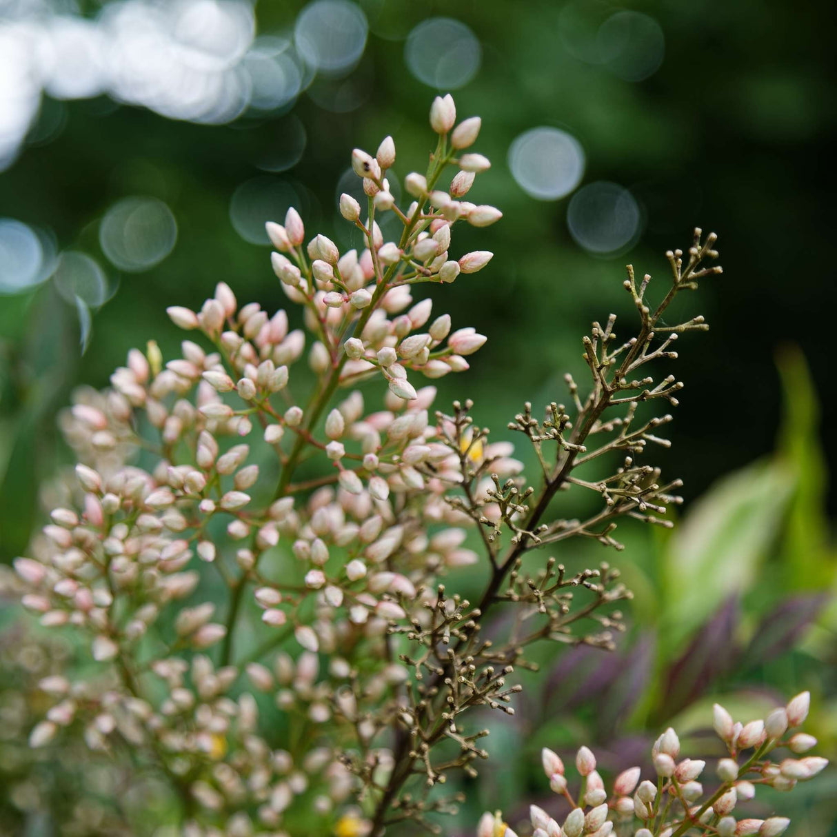 Nandina domestica ‘Richmond’