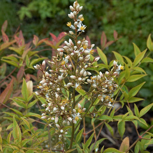 Nandina domestica