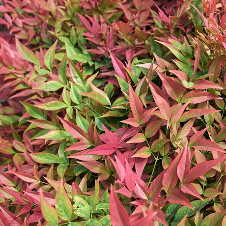 Close-up of red, pink and green autumn foliage on Nandina domestica.