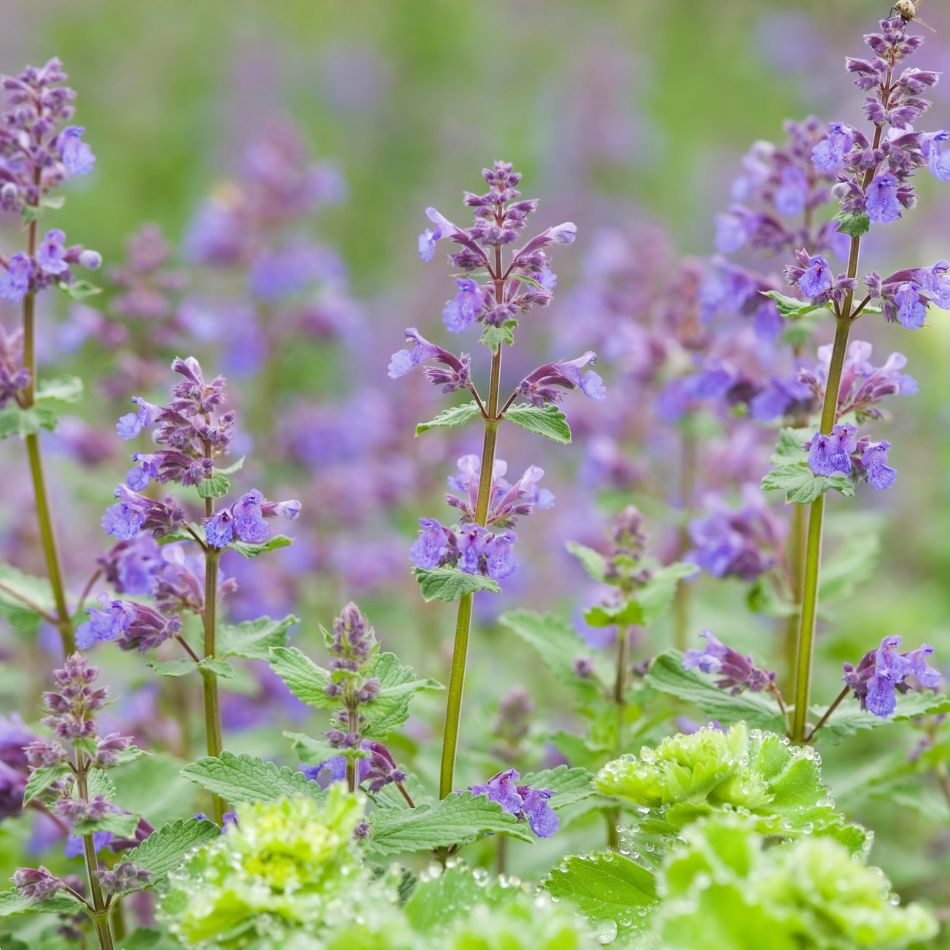 Upright Nepeta ‘Walker’s Low’ stems carrying pale violet flowers.