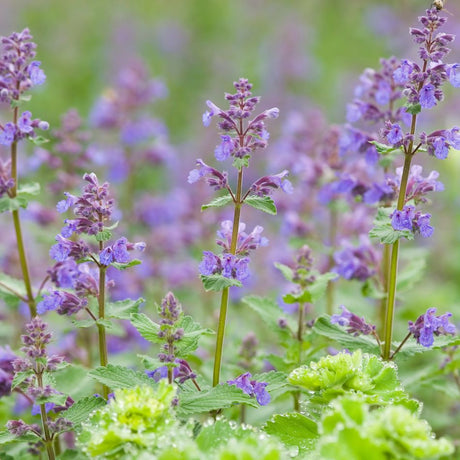 Upright Nepeta ‘Walker’s Low’ stems carrying pale violet flowers.